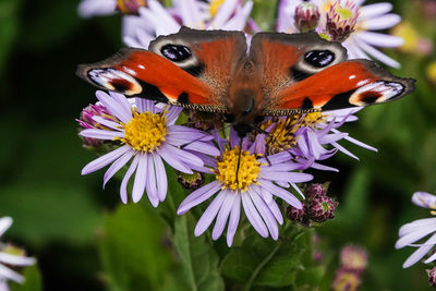 Close-up of butterfly pollinating on purple flower