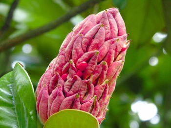 Close-up of pink flower
