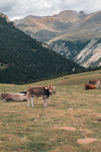 Cow on grassy field