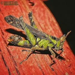 Close-up of insect on leaf