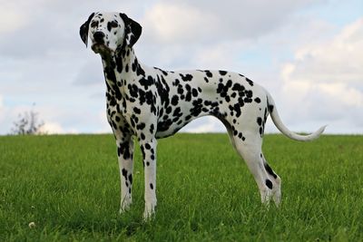 Close-up of dog standing on field against sky