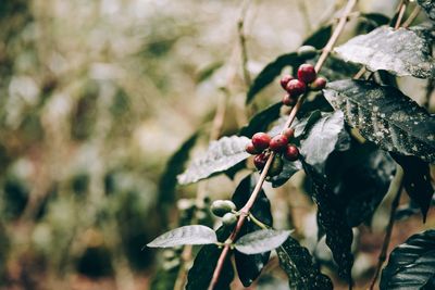 Close-up of berries growing on tree