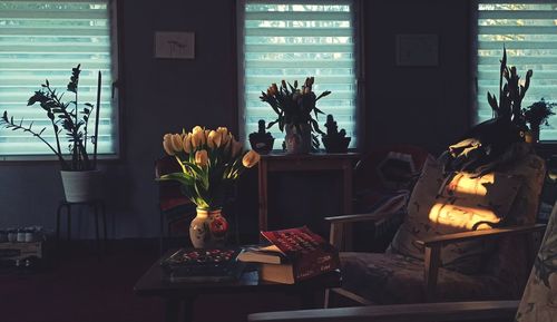 Potted plants on table at home