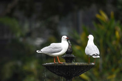 Seagull perching on wooden post