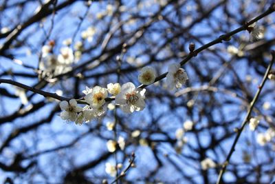 Low angle view of cherry blossoms in spring