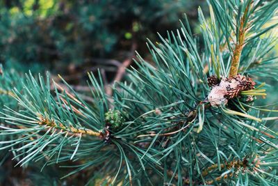 Close-up of caterpillar on tree