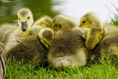 Close-up of ducklings on grass