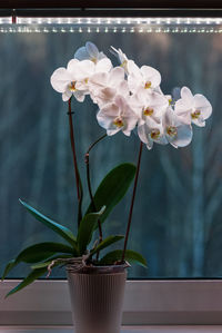 Potted moth orchid under led lamp on window sill, white phalaenopsis amabilis blooming in winter