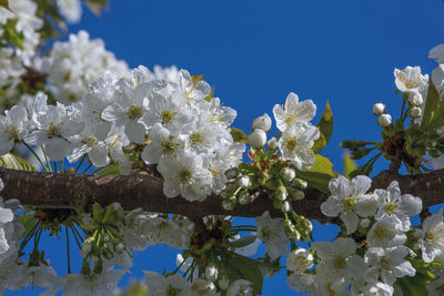 Low angle view of apple blossoms in spring