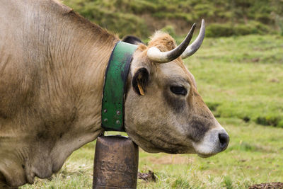 Close-up of a cow on field, pyrenees