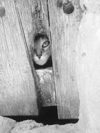Close-up of a cat hiding