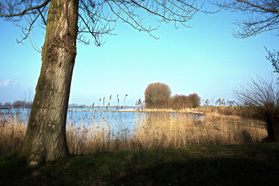 Trees on grass against clear sky