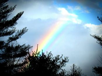 Low angle view of rainbow over trees