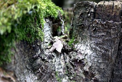 Close-up of tree trunk on rock