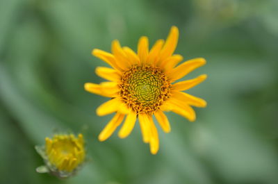 Close-up of yellow flower