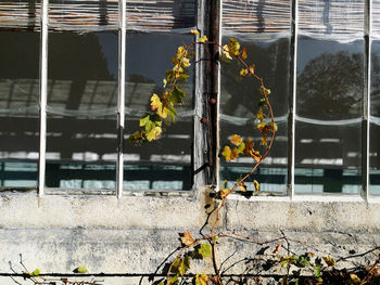 Close-up of yellow flowering plant by building