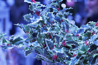 Close-up of purple flowering plant