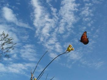 Low angle view of flower against blue sky