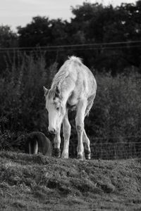 Horse grazing in a field