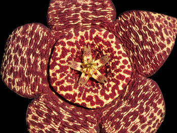 Close-up of flowers on black background