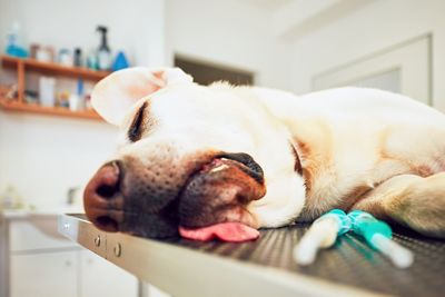 Close-up of dog lying on bed at hospital