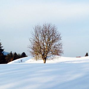 Bare trees on snow covered landscape