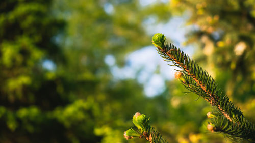 Close-up of fresh green plant