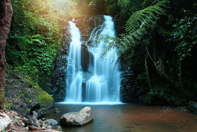 Scenic view of waterfall in forest