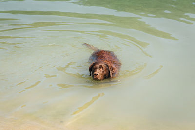 High angle view of a dog swimming in a river