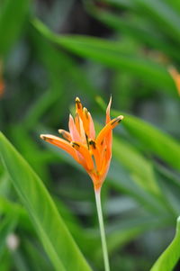 Close-up of orange flower