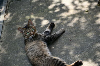 High angle view of tabby cat on street