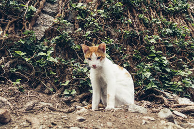 Portrait of a cat sitting on field