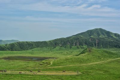 Scenic view of grassy field