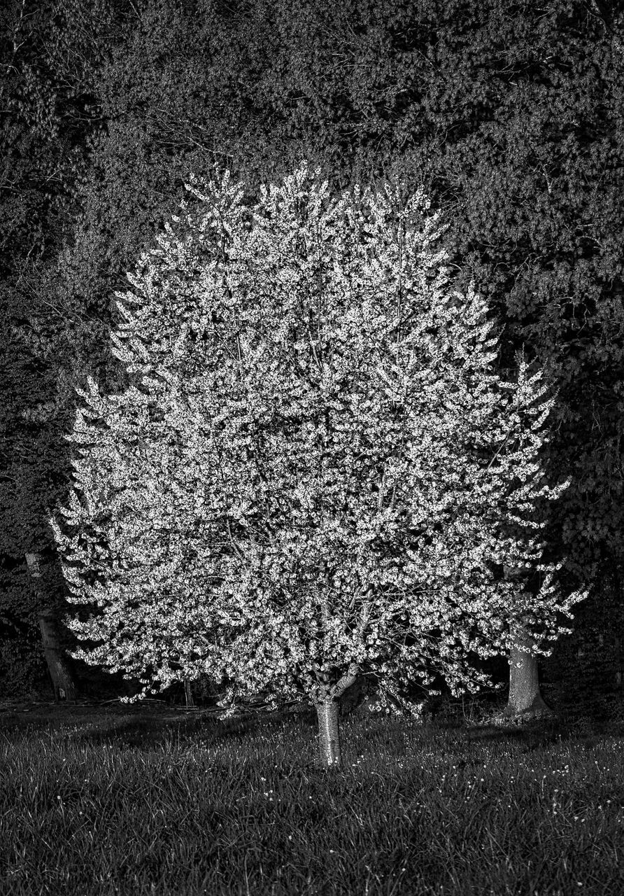 VIEW OF FLOWER TREE IN PARK