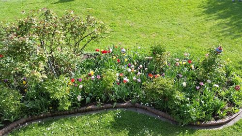 View of flowering plants in garden