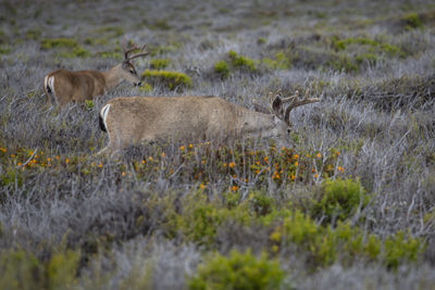 View of deer on field