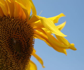 Close-up of yellow flower against sky