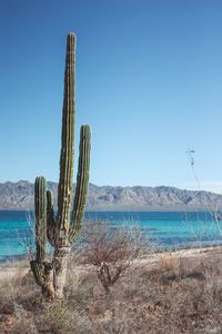 Cactus by sea against clear blue sky