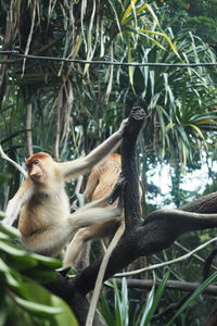 Monkey in a forest