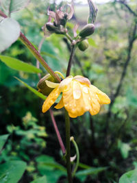 Close-up of insect on plant