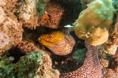 Close-up of fish swimming in sea