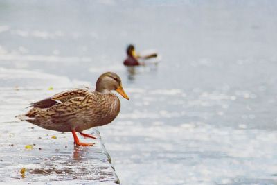 Bird perching on a lake