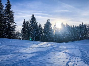 Pine trees on snow covered field against sky