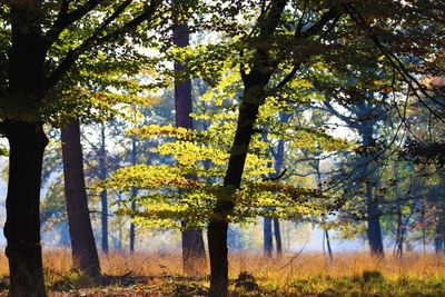 Trees in forest during autumn