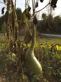 Close-up of plant on field