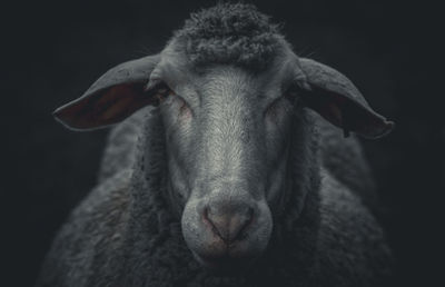 Close-up portrait of goat