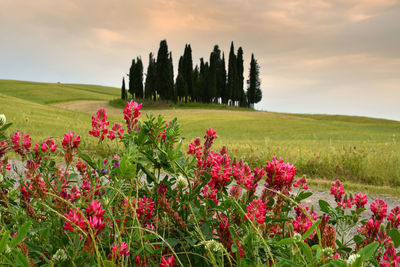 Pink flowering plants on field against sky