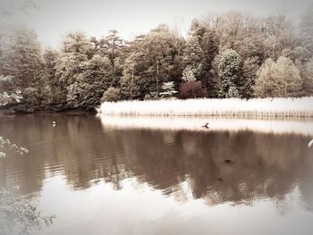 Trees by lake in forest against sky