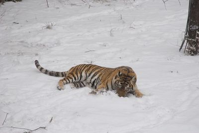 Tiger lying on snow field