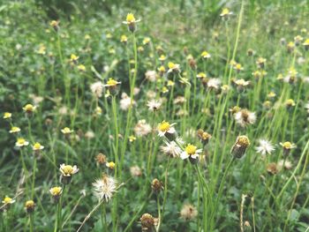 Close-up of flowering plants on field